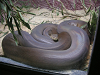 s_A_PICT0056_thumb.png